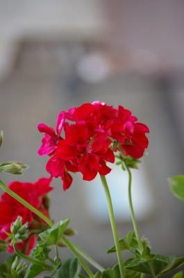 Despre Sfantul Maslu Despre Sfantul Maslu